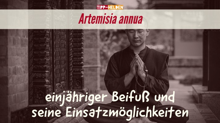 Artemisia annua - einjähriger Beifuß und seine Einsatzmöglichkeiten